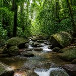 Sinharaja Forest Reserve Sri Lanka: guía para descubrir una selva tropical única