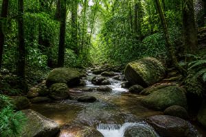 Sinharaja Forest Reserve Sri Lanka: guía para descubrir una selva tropical única