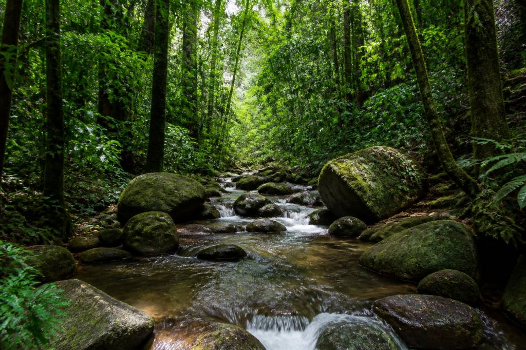 Sinharaja Forest Reserve Sri Lanka: guía para descubrir una selva tropical única