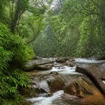 Sinharaja Forest Reserve: guía de viaje por la selva tropical de Sri Lanka
