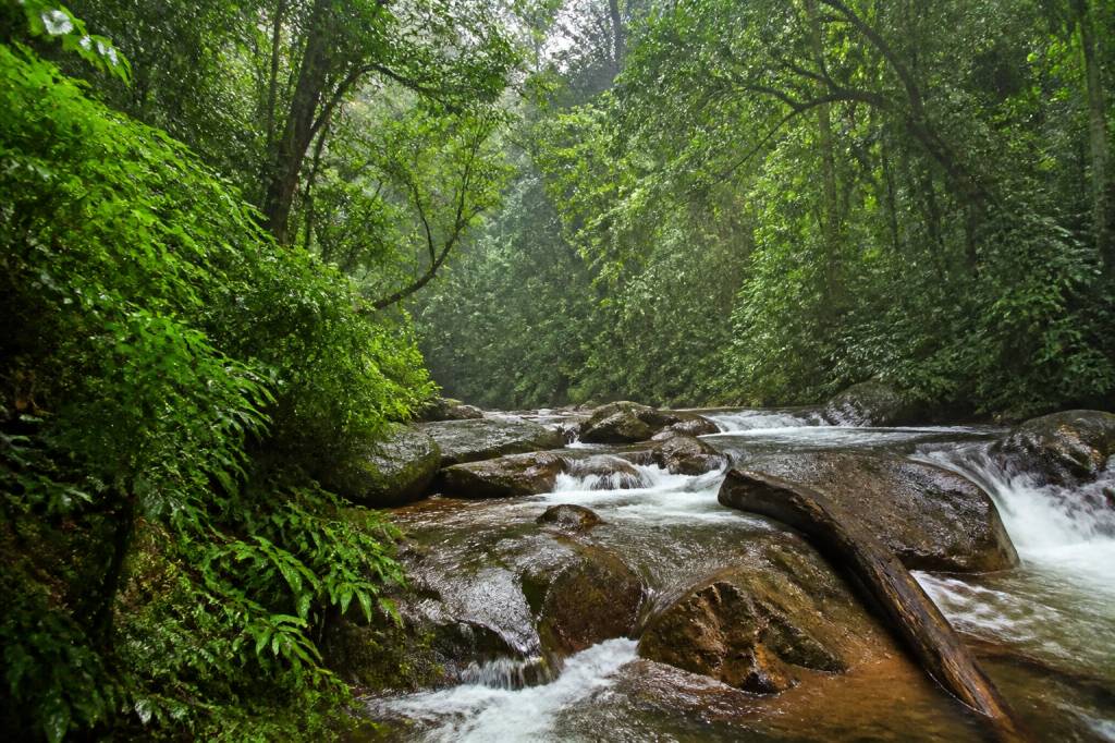 Sinharaja Forest Reserve: guía de viaje por la selva tropical de Sri Lanka